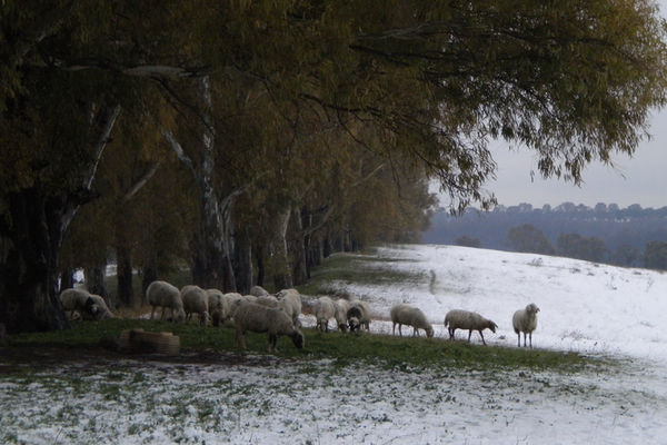 Neve a Corviale